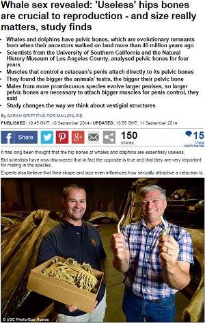 アソコのサイズは超重要!! クジラから判明した驚きの研究結果の画像1