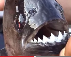 【衝撃動画】アマゾンの生きた凶器が大暴れ!? ピラニアの食欲旺盛さに戦慄!!の画像2