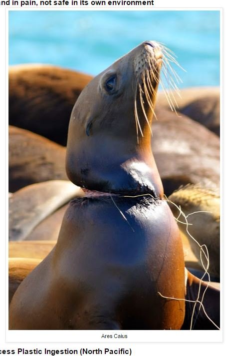 海に捨てられたゴミで苦しむ動物たちの絶望的姿！ 無言の訴えに涙…の画像1