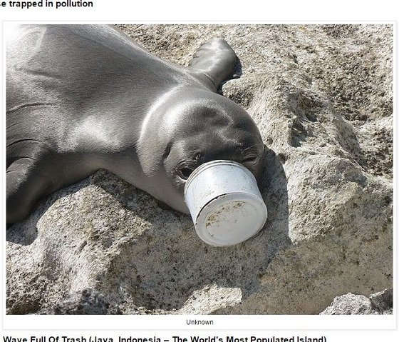 海に捨てられたゴミで苦しむ動物たちの絶望的姿！ 無言の訴えに涙…の画像2