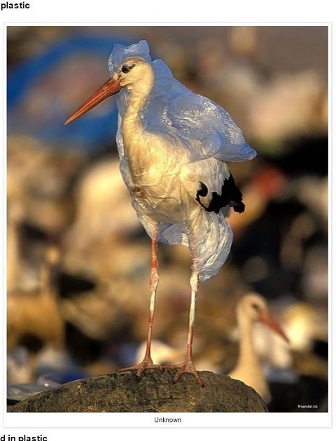 海に捨てられたゴミで苦しむ動物たちの絶望的姿！ 無言の訴えに涙…の画像3