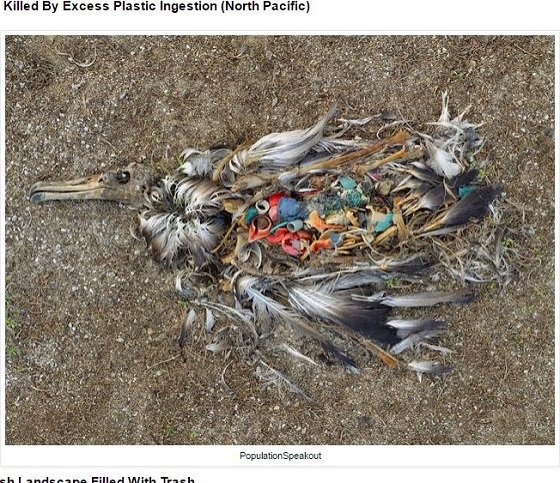 海に捨てられたゴミで苦しむ動物たちの絶望的姿！ 無言の訴えに涙…の画像4