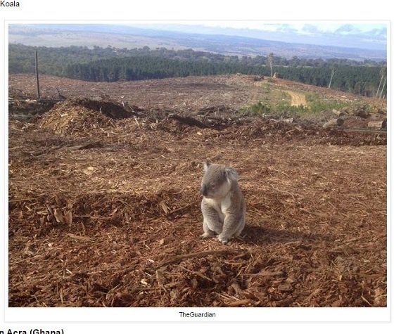 海に捨てられたゴミで苦しむ動物たちの絶望的姿！ 無言の訴えに涙…の画像6