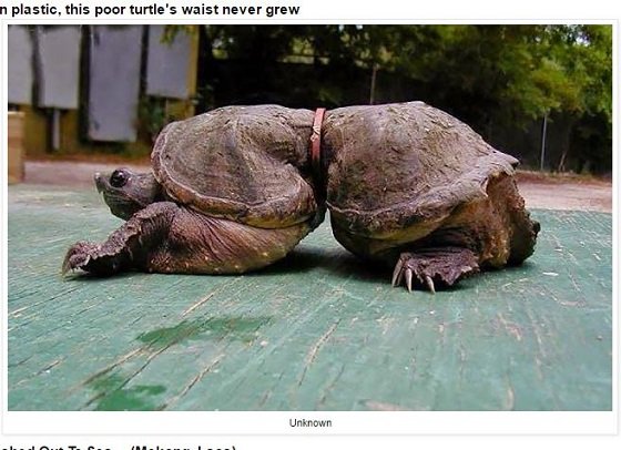 海に捨てられたゴミで苦しむ動物たちの絶望的姿！ 無言の訴えに涙…の画像7