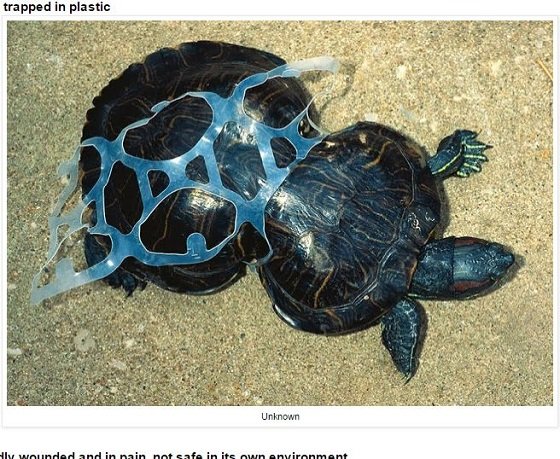 海に捨てられたゴミで苦しむ動物たちの絶望的姿！ 無言の訴えに涙…の画像8