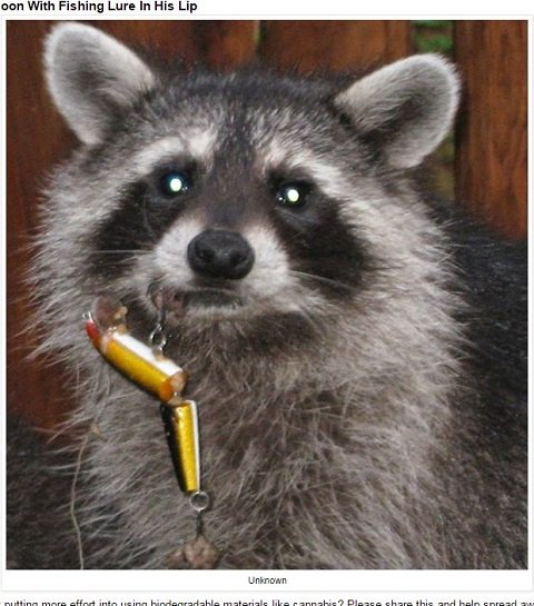 海に捨てられたゴミで苦しむ動物たちの絶望的姿！ 無言の訴えに涙…の画像9