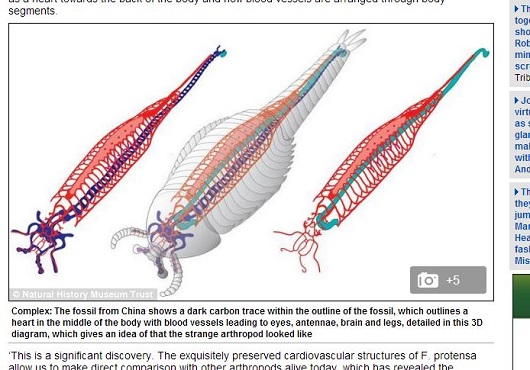 【古代生物】5億2千万年の奇跡の化石！ どんな生物でどんな細胞組織を持っていたのか？の画像2