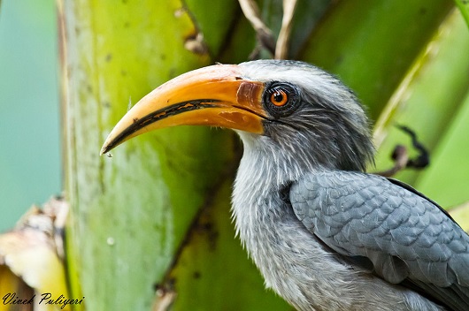 知らないとダメ、絶滅危惧種の動植物リスト ― 守らねばならぬ大切な生命たちの画像4