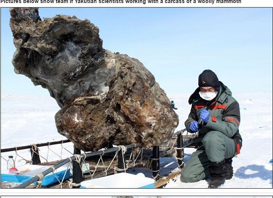 マンモスのクローン計画へ！ プーチン大統領の後援でジュラシックパークの世界が実現する？の画像2