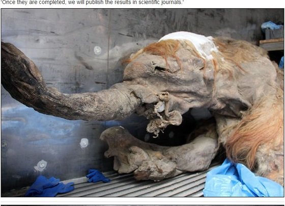 マンモスのクローン計画へ！ プーチン大統領の後援でジュラシックパークの世界が実現する？の画像3
