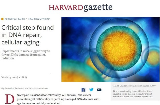 飲む若返り分子【NMN】登場へ！ ハーバード大学「老化を止めるのではなく、逆転させる、超エキサイティング」の画像2