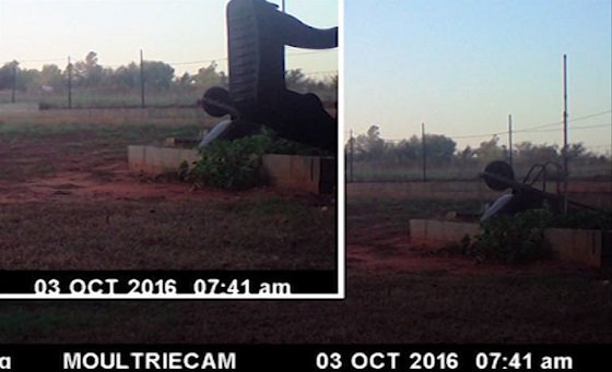 定点カメラが首のないヒューマノイドとUFOを連続撮影!? 電光石火のミステリーに動揺広がるの画像2