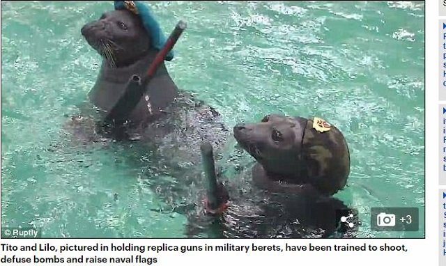 ロシア最強海軍リアル・ネイビー・シールズで、アザラシのティト（16歳）とリロ（9歳）が発砲訓練！ 特殊能力多数披露！の画像1