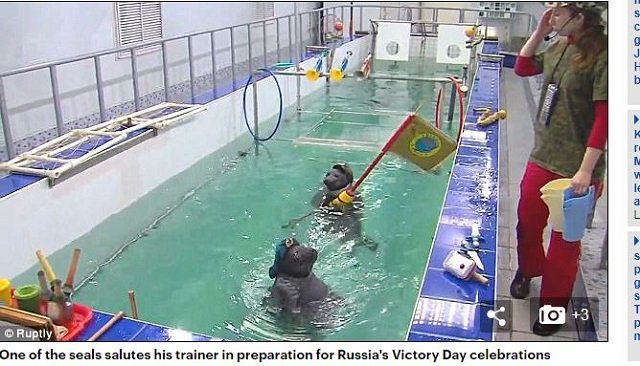 ロシア最強海軍リアル・ネイビー・シールズで、アザラシのティト（16歳）とリロ（9歳）が発砲訓練！ 特殊能力多数披露！の画像2