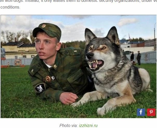 ロシア最強海軍リアル・ネイビー・シールズで、アザラシのティト（16歳）とリロ（9歳）が発砲訓練！ 特殊能力多数披露！の画像3