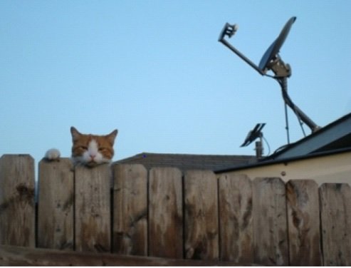 ロシア最強海軍リアル・ネイビー・シールズで、アザラシのティト（16歳）とリロ（9歳）が発砲訓練！ 特殊能力多数披露！の画像4