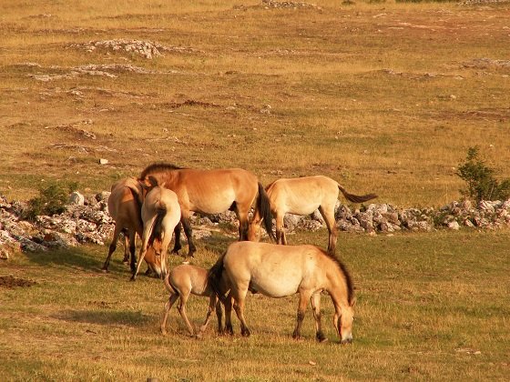 【悲報】 野生の馬はとっくに絶滅していたことが研究で判明！ 家畜馬の起源にミッシング・リンクもの画像2