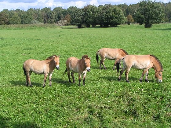 【悲報】 野生の馬はとっくに絶滅していたことが研究で判明！ 家畜馬の起源にミッシング・リンクもの画像3