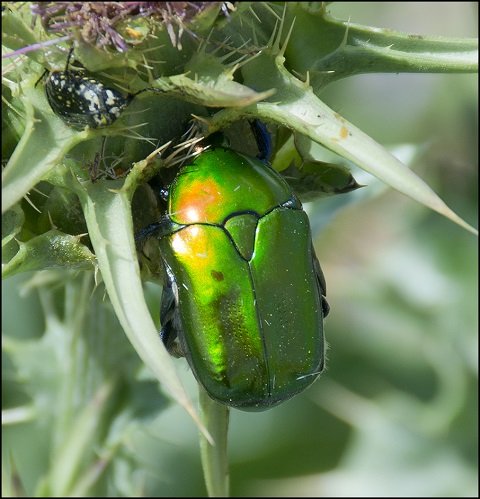まったく新しい形「スキュートイド多面体」が発見される！ 高エネルギー効率・安定・密閉の最強構造！の画像3