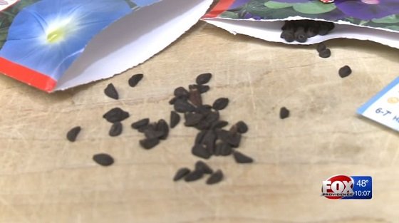 アサガオの種にLSDと同じ幻覚成分？米国ティーンエイジャーが興じるヤバすぎる遊戯とは？の画像1