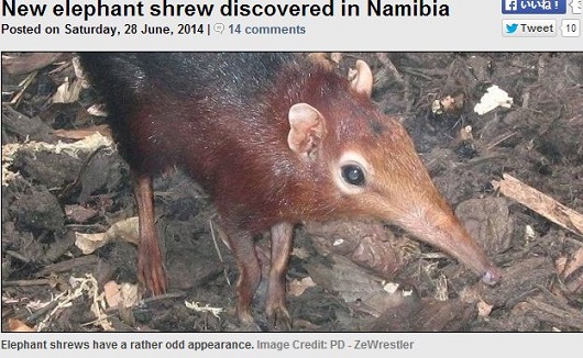 遺伝子学的にはゾウに近い新種ネズミ？ 不思議な珍獣「ゾウトガリネズミ」発見されるの画像1