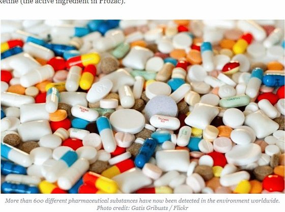 池上彰も触れない、海の水質悪化で「魚たちがセックス狂になる」可能性とは!? 下水に流れ込む抗うつ薬が原因！の画像2