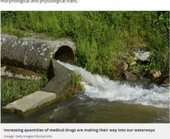 池上彰も触れない、海の水質悪化で「魚たちがセックス狂になる」可能性とは!? 下水に流れ込む抗うつ薬が原因！の画像5