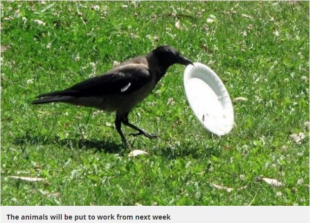 「カラス清掃員部隊」が公園の吸い殻やゴミ拾い！ 類まれなる思考力で巨大テーマパークをピカピカに＝仏の画像1