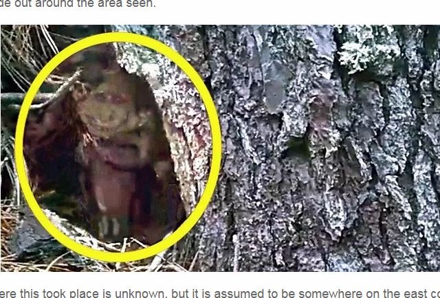 木陰に隠れる「ゴブリン」が激撮される！ ニヤケ顔のちっさいおっさんがキモかわいい！の画像1