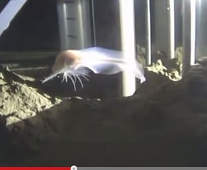 【動画】深海に漂うゴーストフィッシュ!? 深度世界一の新種魚類が神秘的すぎる！の画像1
