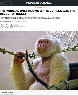 世界でたった1頭のアルビノのゴリラ ― その誕生に隠された意外な秘密とは？＝スペインの画像1