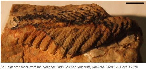 5億7100万年前に存在した世界最古の動物の姿が衝撃的すぎる！ 海藻のように柔らかくてぐにゃぐにゃ…の画像2