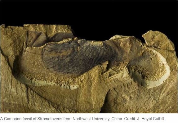 5億7100万年前に存在した世界最古の動物の姿が衝撃的すぎる！ 海藻のように柔らかくてぐにゃぐにゃ…の画像3