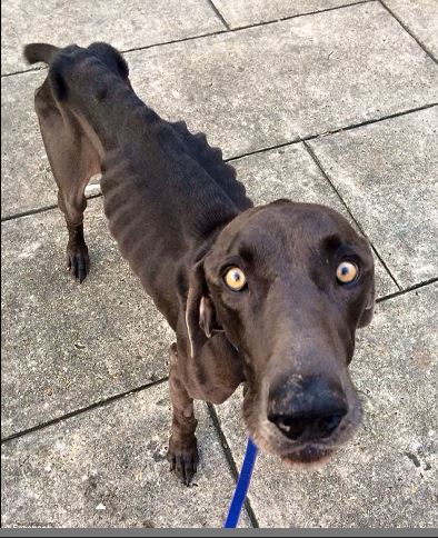 現代のサバイバル犬!! 死の瀬戸際で助け出されたその可哀想すぎる姿とはの画像1