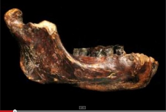 稀に見る大きな歯に強靭な顎…台湾沖で発見された新種の古代人とは？の画像1