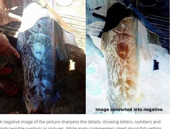 「タトゥーの紋章が彫られた魚」が水揚げされる！ 水中のエイリアンか、話題沸騰＝フィリピンの画像2