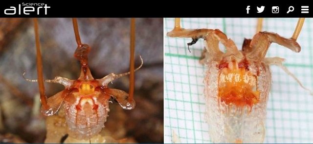 激レア「エイリアン・フラワー」が150年ぶりに発見される！ 摩訶不思議な姿に戦慄（ティスミア・ネプトゥニス）の画像1