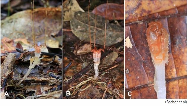 激レア「エイリアン・フラワー」が150年ぶりに発見される！ 摩訶不思議な姿に戦慄（ティスミア・ネプトゥニス）の画像2