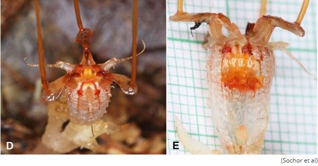 激レア「エイリアン・フラワー」が150年ぶりに発見される！ 摩訶不思議な姿に戦慄（ティスミア・ネプトゥニス）の画像3