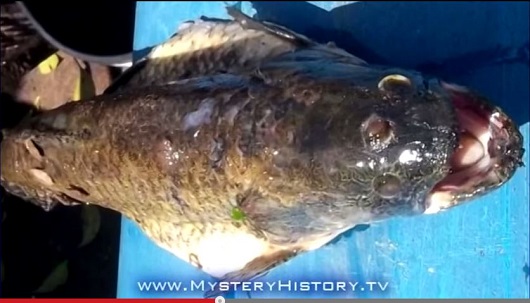 3つの目を持つ魚が釣り上げられる！被ばく原因か？＝アルゼンチンの画像1