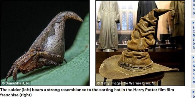 専門家が選んだ謎すぎる新種生物トップ10（2017年度版）！ 414本足、4本ペニス、完全悪魔顔も… こんなの見たことない!!の画像1