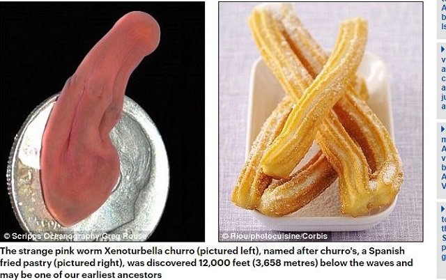 専門家が選んだ謎すぎる新種生物トップ10（2017年度版）！ 414本足、4本ペニス、完全悪魔顔も… こんなの見たことない!!の画像10