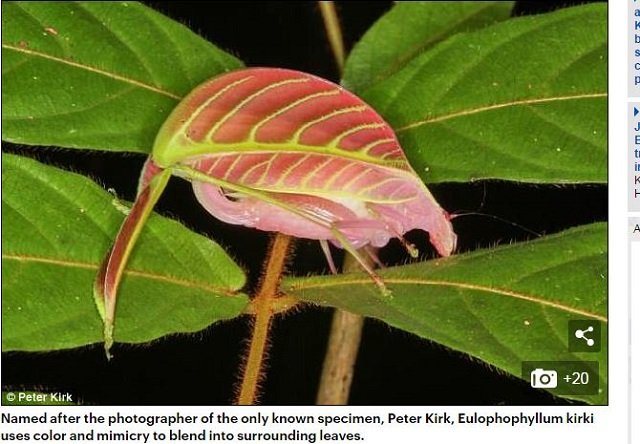 専門家が選んだ謎すぎる新種生物トップ10（2017年度版）！ 414本足、4本ペニス、完全悪魔顔も… こんなの見たことない!!の画像2