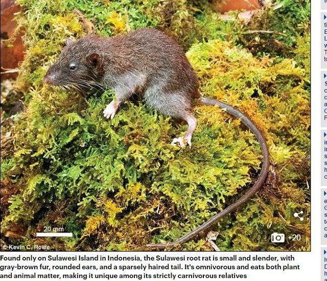 専門家が選んだ謎すぎる新種生物トップ10（2017年度版）！ 414本足、4本ペニス、完全悪魔顔も… こんなの見たことない!!の画像3