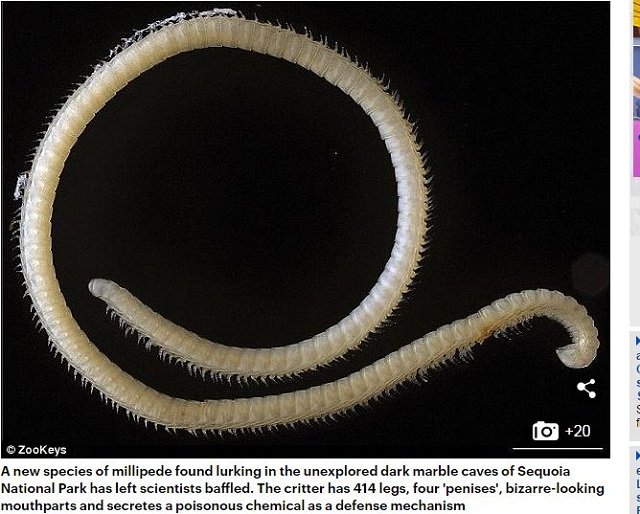 専門家が選んだ謎すぎる新種生物トップ10（2017年度版）！ 414本足、4本ペニス、完全悪魔顔も… こんなの見たことない!!の画像4