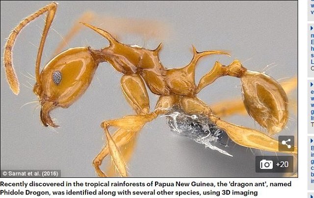 専門家が選んだ謎すぎる新種生物トップ10（2017年度版）！ 414本足、4本ペニス、完全悪魔顔も… こんなの見たことない!!の画像5