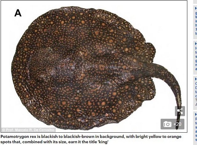 専門家が選んだ謎すぎる新種生物トップ10（2017年度版）！ 414本足、4本ペニス、完全悪魔顔も… こんなの見たことない!!の画像6