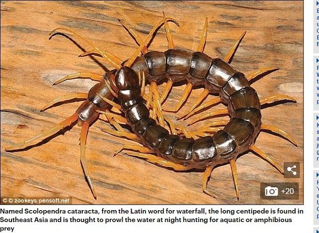 専門家が選んだ謎すぎる新種生物トップ10（2017年度版）！ 414本足、4本ペニス、完全悪魔顔も… こんなの見たことない!!の画像7