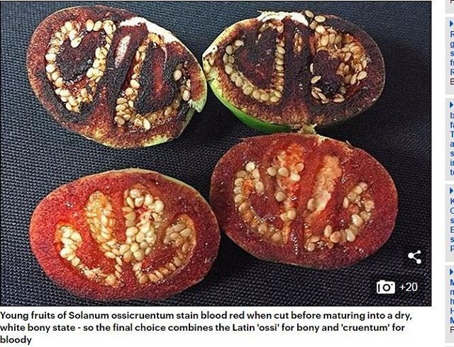 専門家が選んだ謎すぎる新種生物トップ10（2017年度版）！ 414本足、4本ペニス、完全悪魔顔も… こんなの見たことない!!の画像8