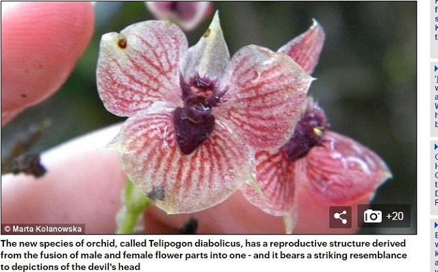 専門家が選んだ謎すぎる新種生物トップ10（2017年度版）！ 414本足、4本ペニス、完全悪魔顔も… こんなの見たことない!!の画像9